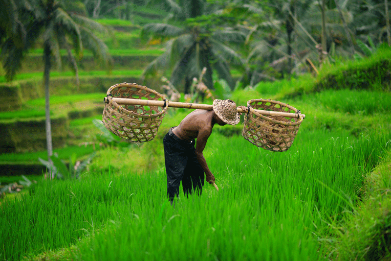 A farmer on the way to work with his coconut trees