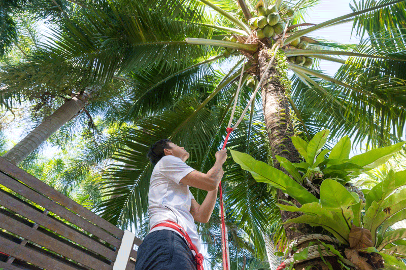A worker on a coconut tree