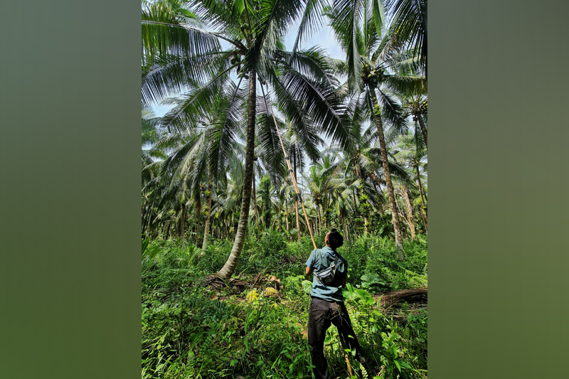 Coconut Harvesting by Surya Syurgana Akmal, Participant of World Coconut Day 2021 Competition