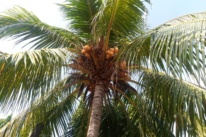 Coconut Tree by Marvel Maloti, Participant of World Coconut Day 2021 Competition
