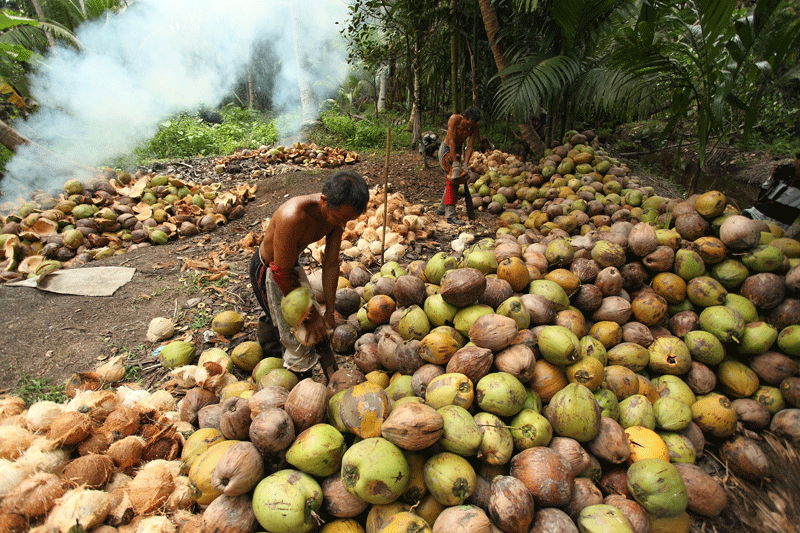 Farmers were dehusking coconut in Indragiri Hilir