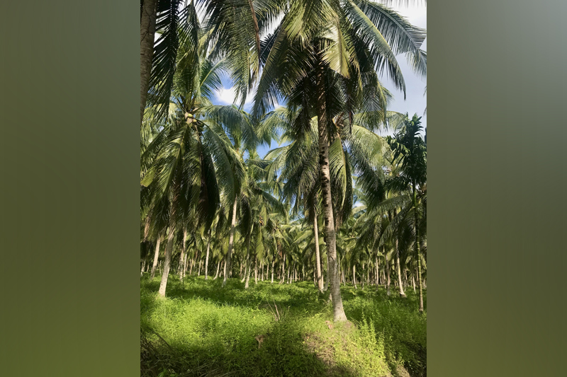 Neat Rows of Coconut Trees by Siska Utami, Participant of World Coconut Day 2021 Competition