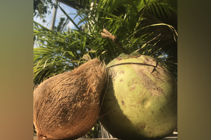 The Coconut Life Process becomes a Benefit for Others by Salsabilla Aliyah, Participant of World Coconut Day 2021 Competition
