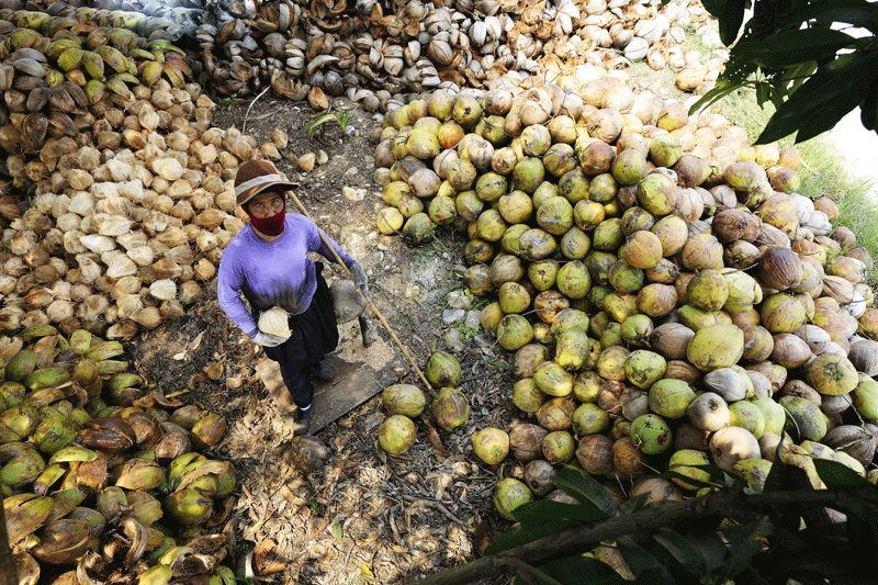 A Woman collecting coconuts