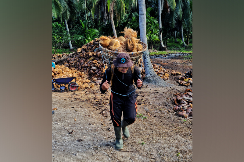 Carrying Coconut with Ambung by Surya Syurgana Akmal, Participant of World Coconut Day 2021 Competition