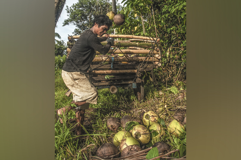 Dancing Farmer by Hendra Chandra, Participant of World Coconut Day 2021 Competition