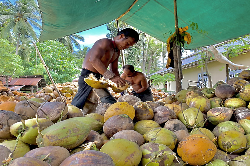 Farmers by Harjun Datu, Participant of World Coconut Day 2021 Competition
