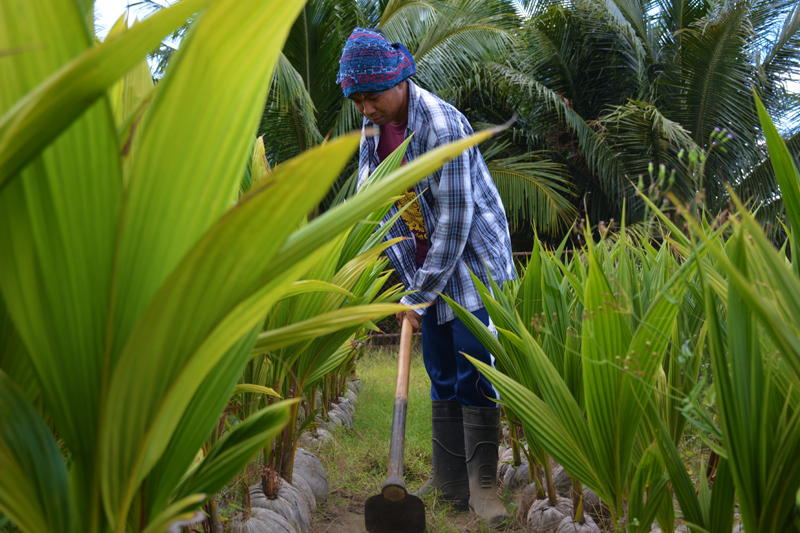 Go with the plow by Nikka Barion, Participant of World Coconut Day 2021 Competition