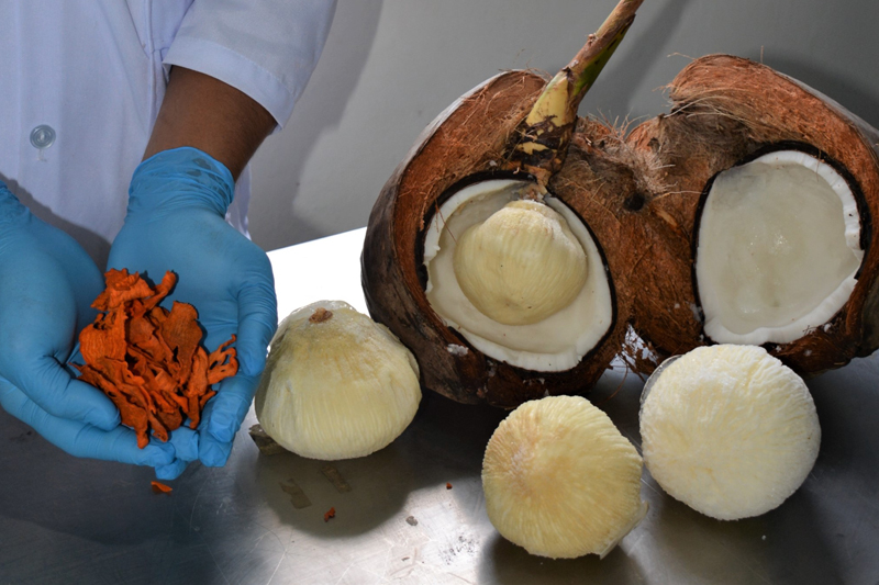 The Coconut Haustorium by Nikka Barion, Participant of World Coconut Day 2021 Competition